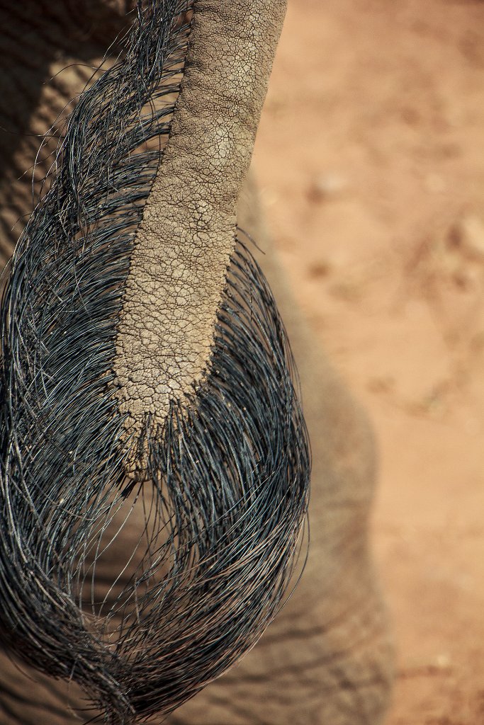 02-Elephant tail.jpg